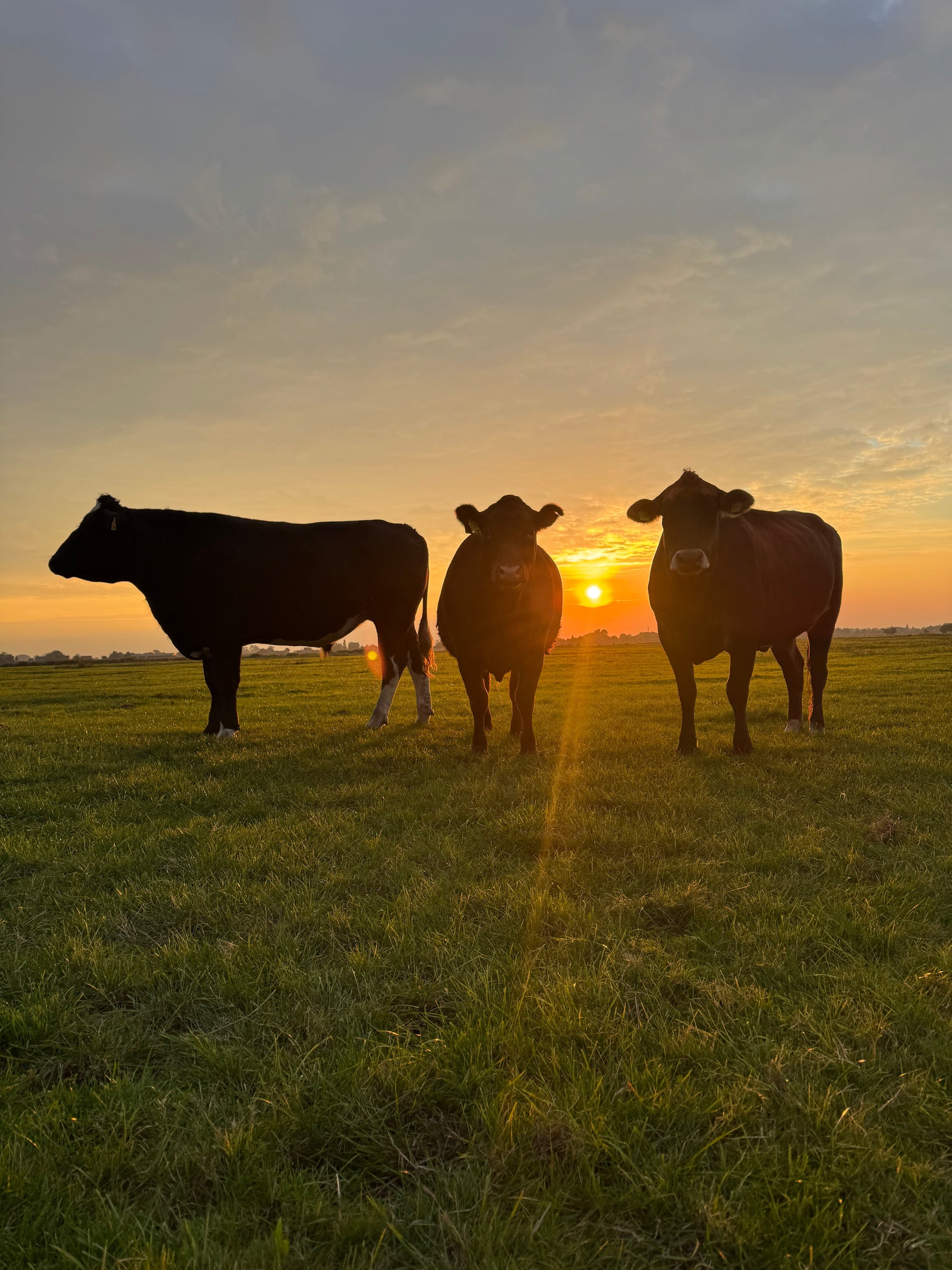 Grasgefüttertes Rindfleisch aus Weidehaltung: Warum es einen echten Unterschied macht